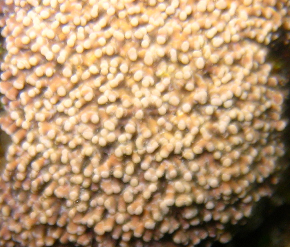 Titanoderma trochanter